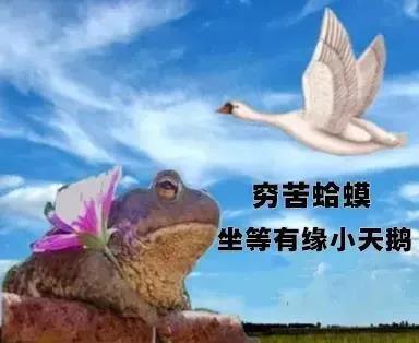 穷苦蛤蟆坐等有缘小天鹅表情包