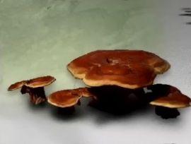 黑神话悟空灵芝效果一览