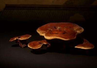 黑神话悟空灵芝效果一览