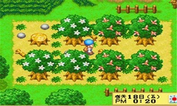 开罗赛马牧场物语