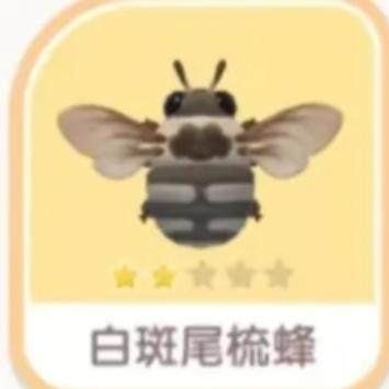 心动小镇白斑尾梳蜂出现点位