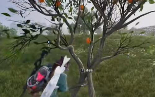 七日世界橘子采集位置一览