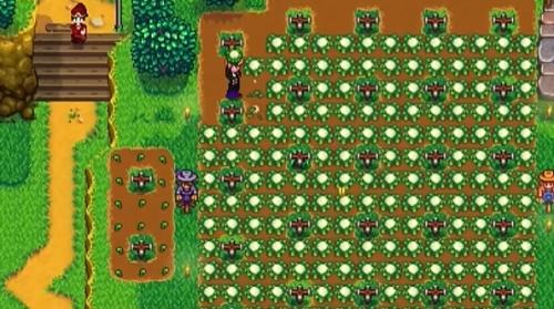 星露谷物语花椰菜最赚钱的方法