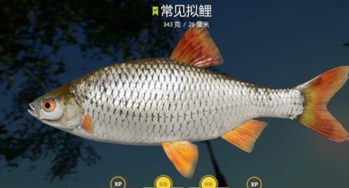 俄罗斯钓鱼4搐动状态打法介绍