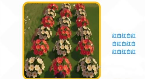 心动小镇红白雏菊杂交方法