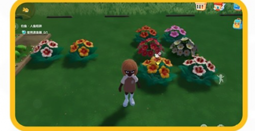 心动小镇红白雏菊杂交方法