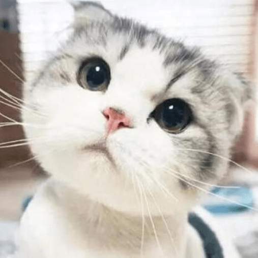 猫语狗语翻译大师